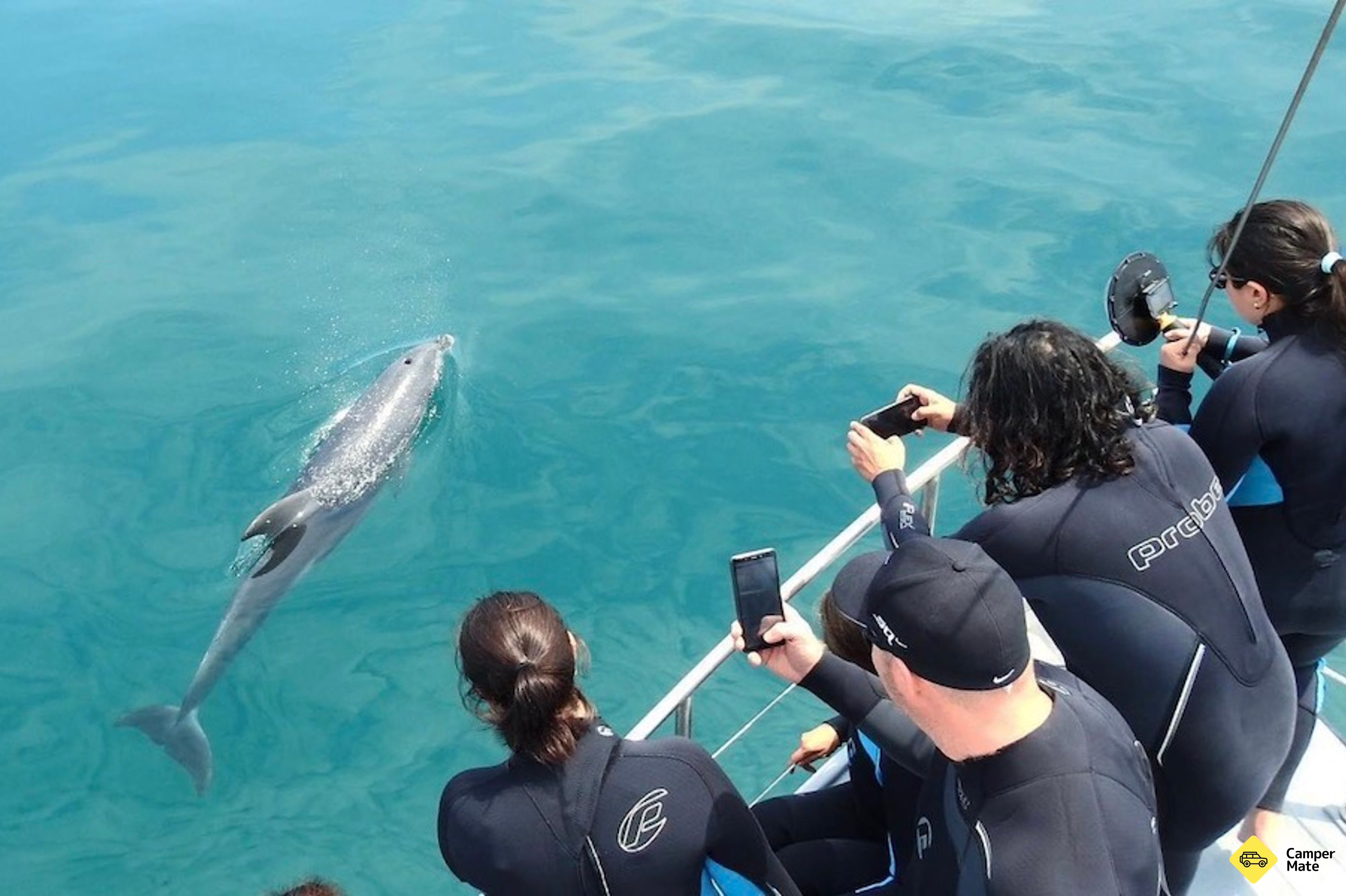 Port Phillip Bay Wildlife Sightseeing Tour के बारे में टिप्पणियाँ - Image 2