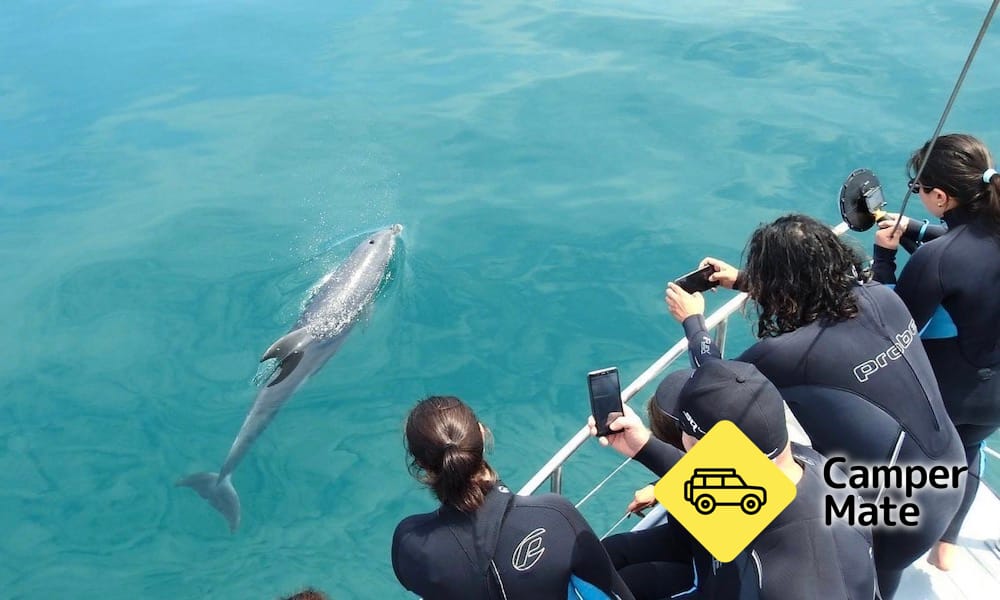 Port Phillip Bay Wildlife Sightseeing Tour - Image 2