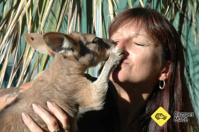 Kangaroo Haven Wildlife Rescue