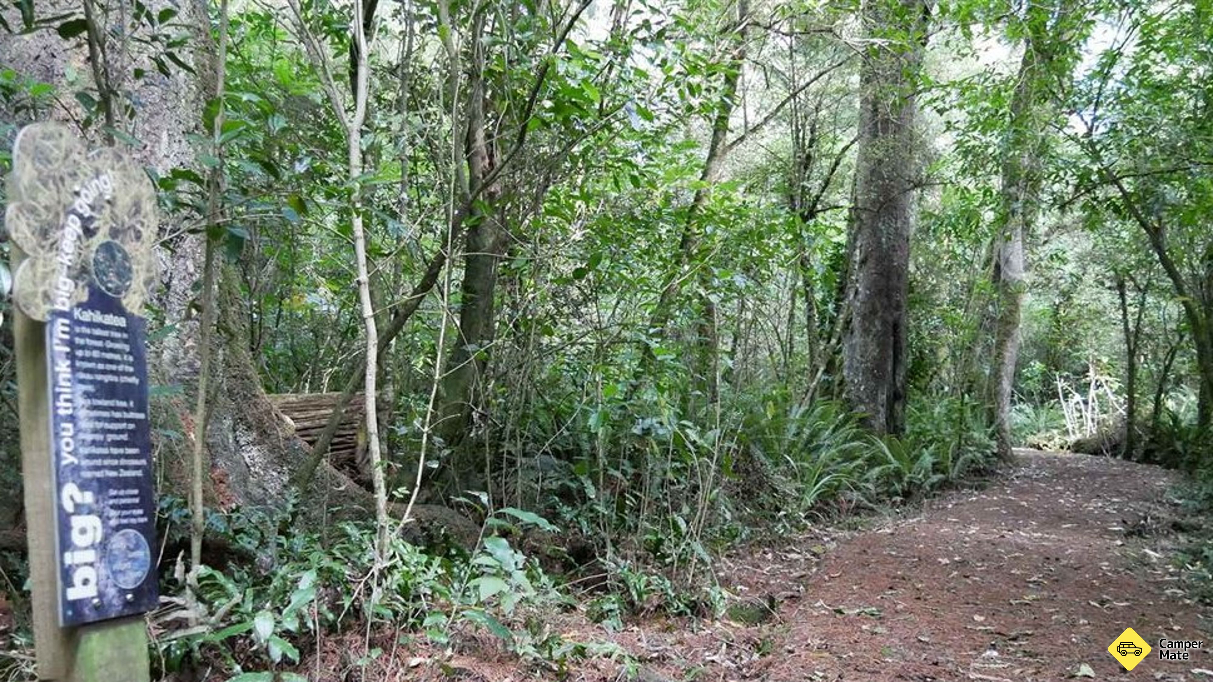 Traccia di Kahikatea