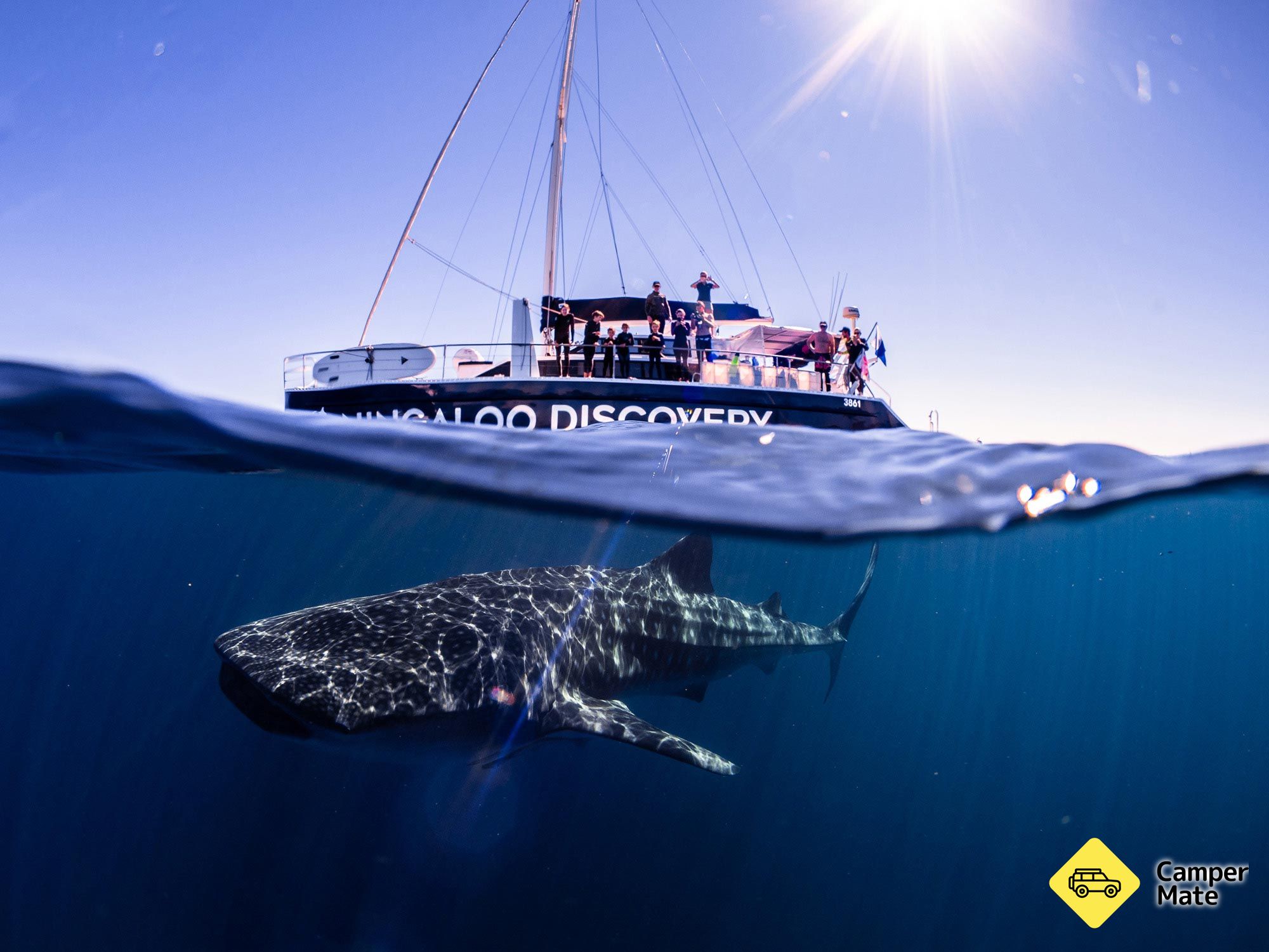 Swim with the Whale Sharks - Image 3