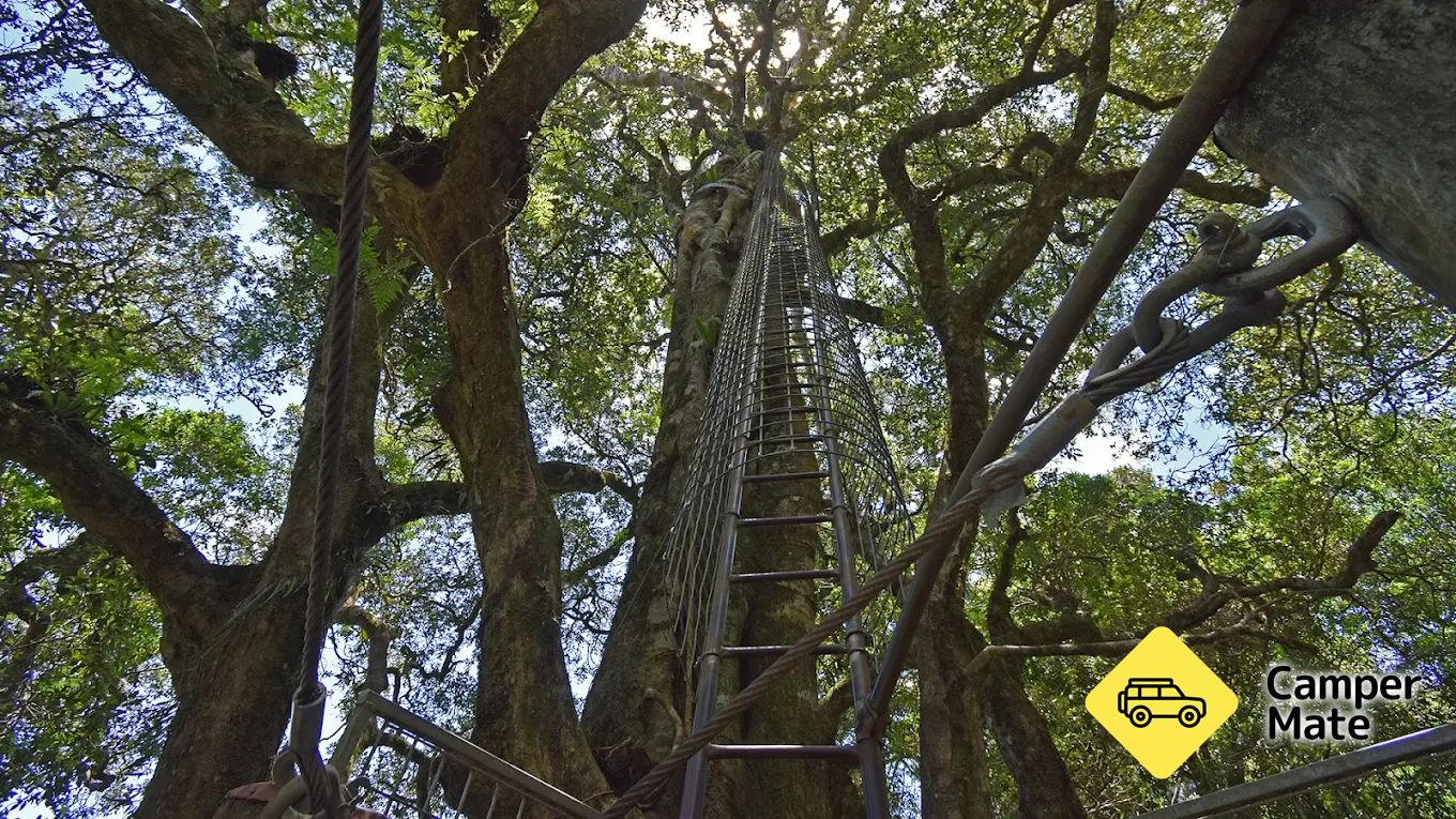 O’Reilly’s Booyong Tree Top Walk - Image 3