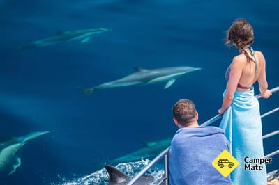 Dolphin Seafaris