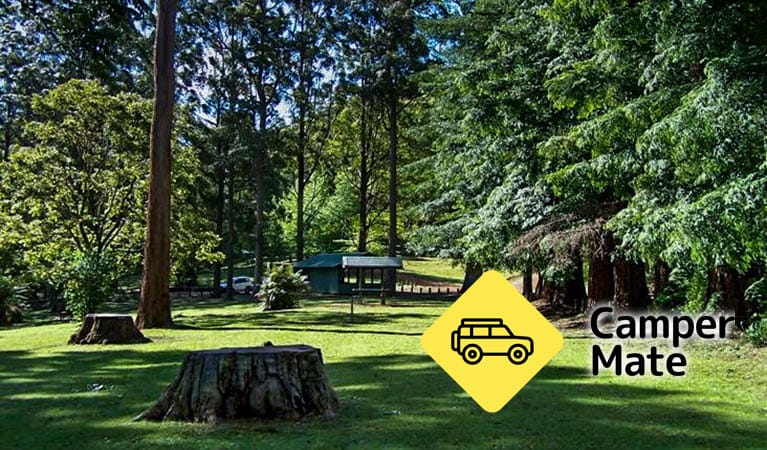 Dingo Tops Campground