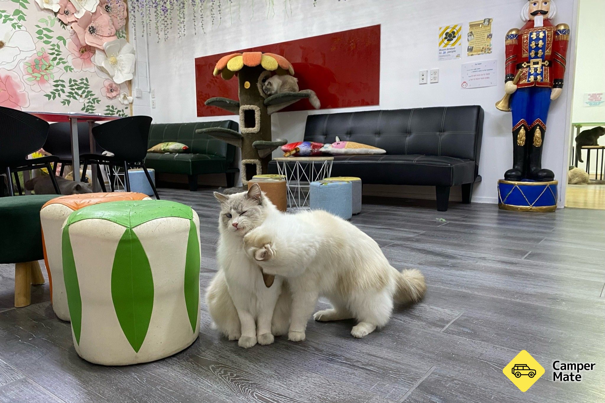 Fancy Meow macska kávézó