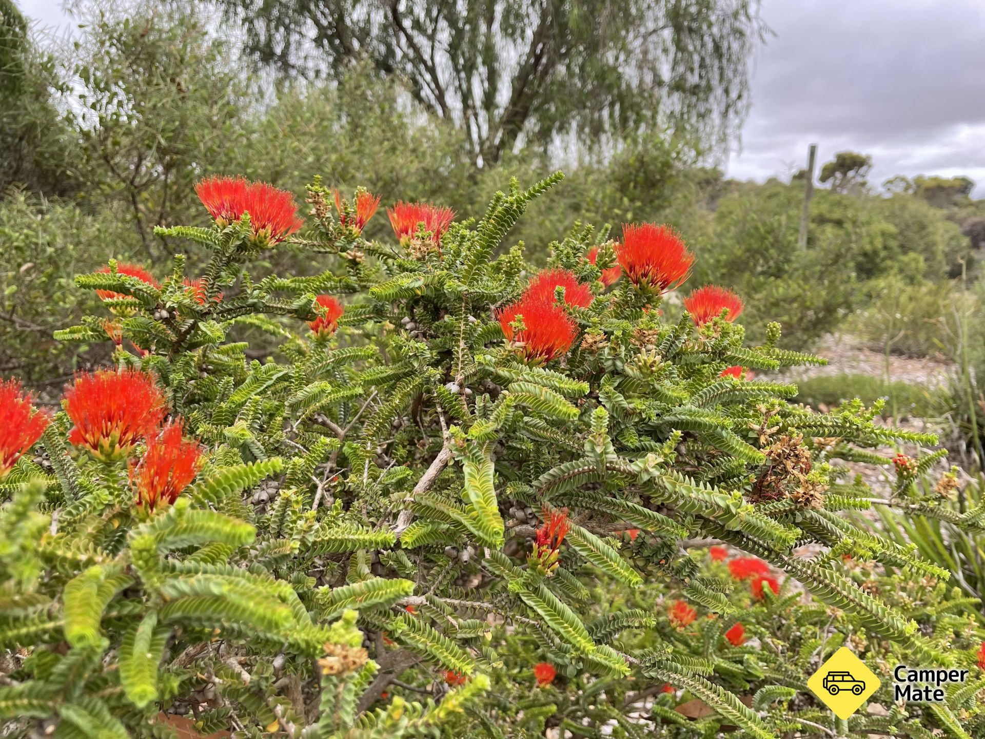 Pangarinda Botanic Garden Walk - Image 2