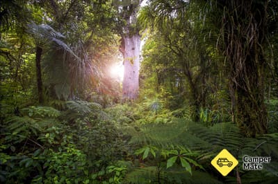 Tane Mahuta