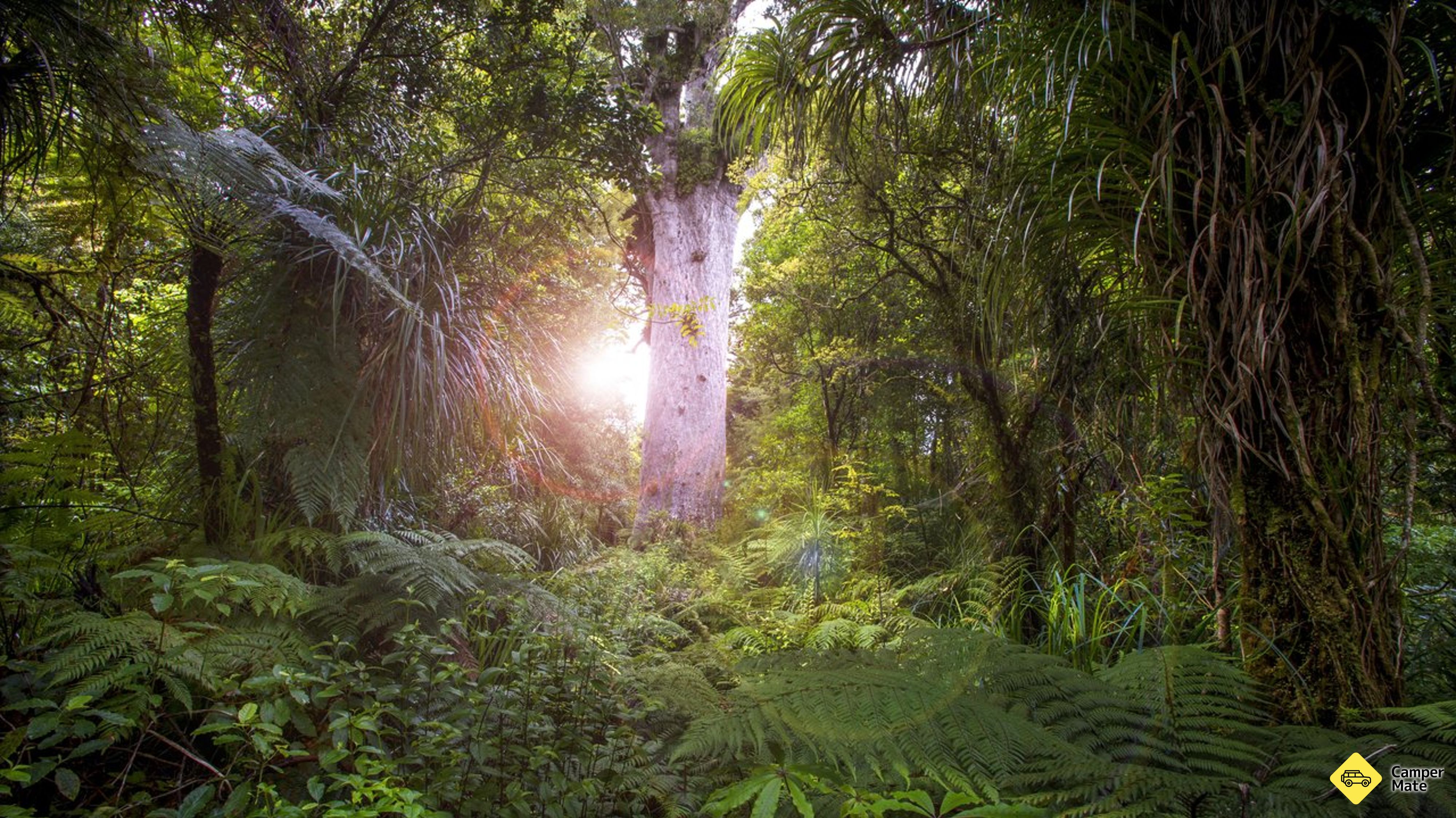 Tane Mahuta