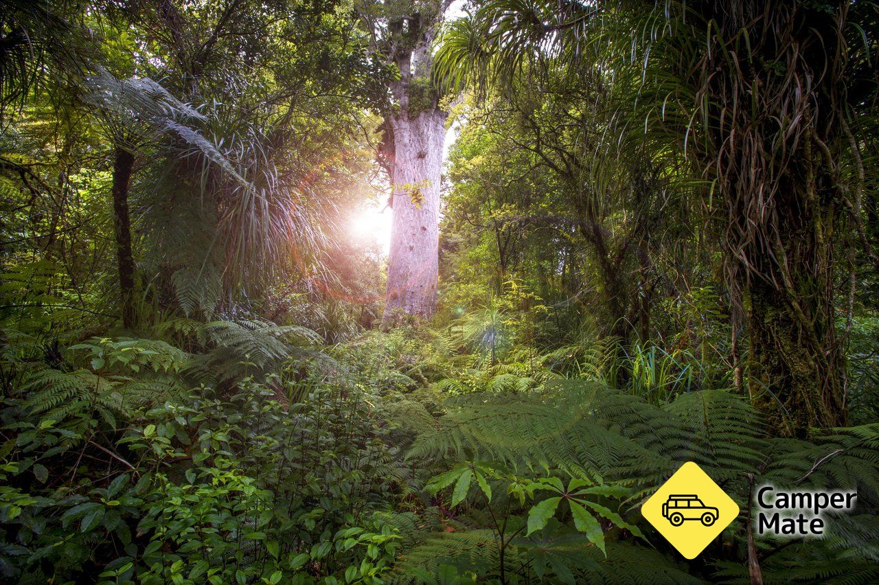Tane Mahuta