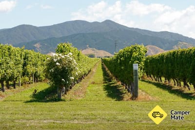 Cloudy Bay Winery