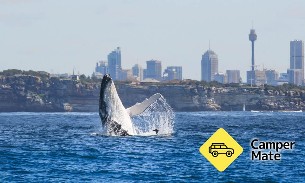 Sydney Whale Watching Discovery Cruise - Image 2