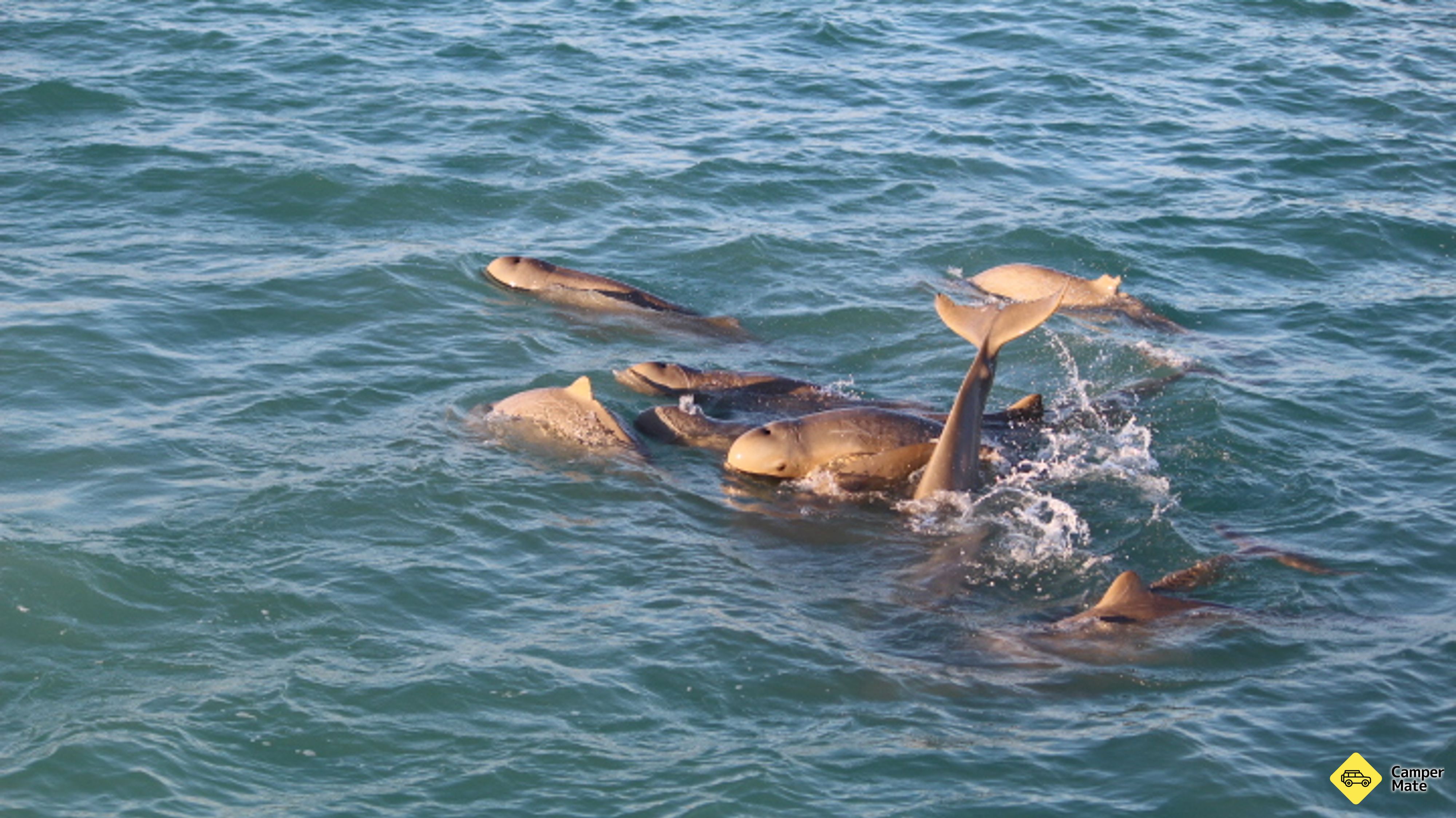 Manta Ray and Snubfin Dolphin Safari