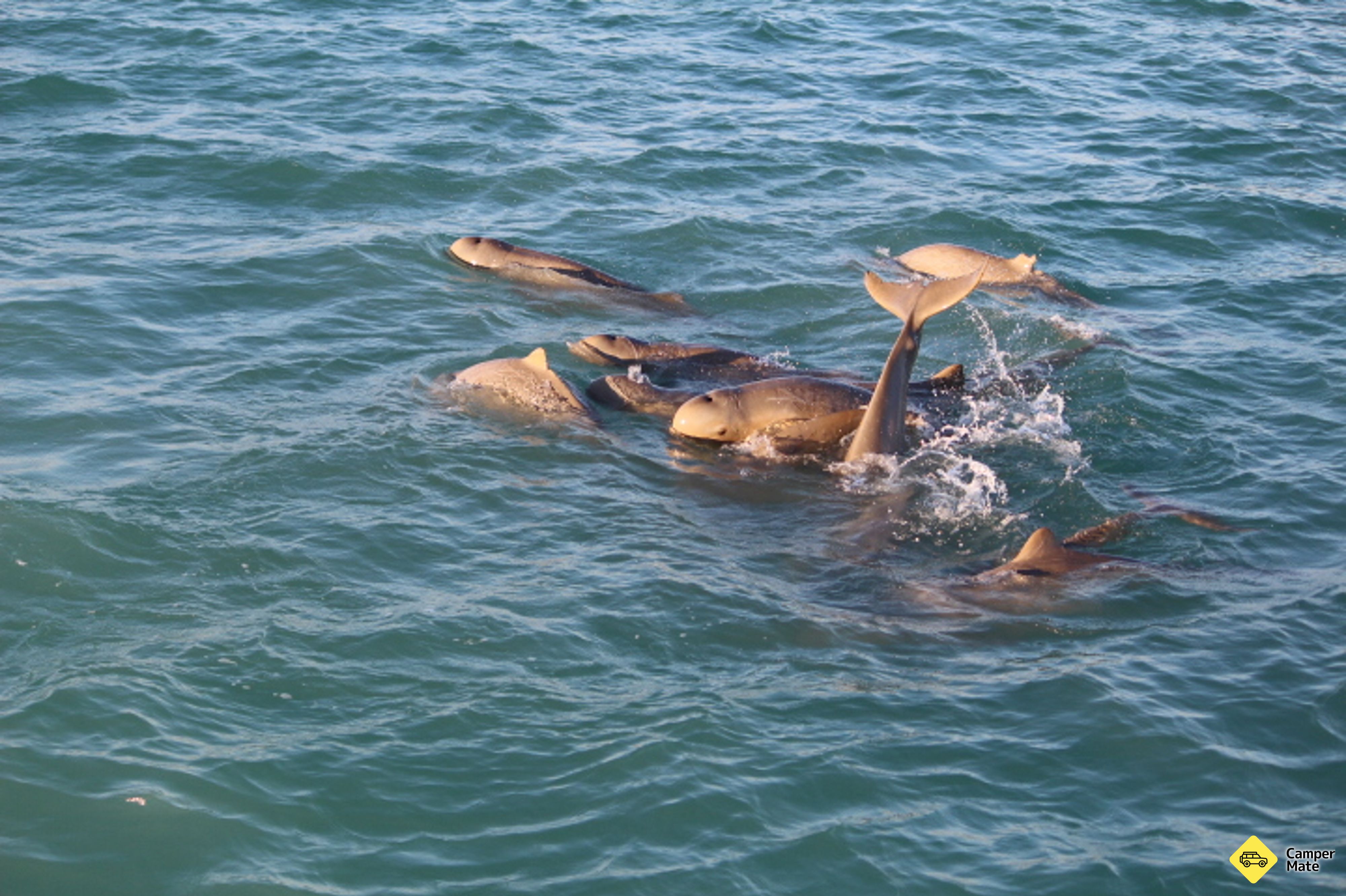 Manta ray और Snubfin डॉल्फिन सफेरी