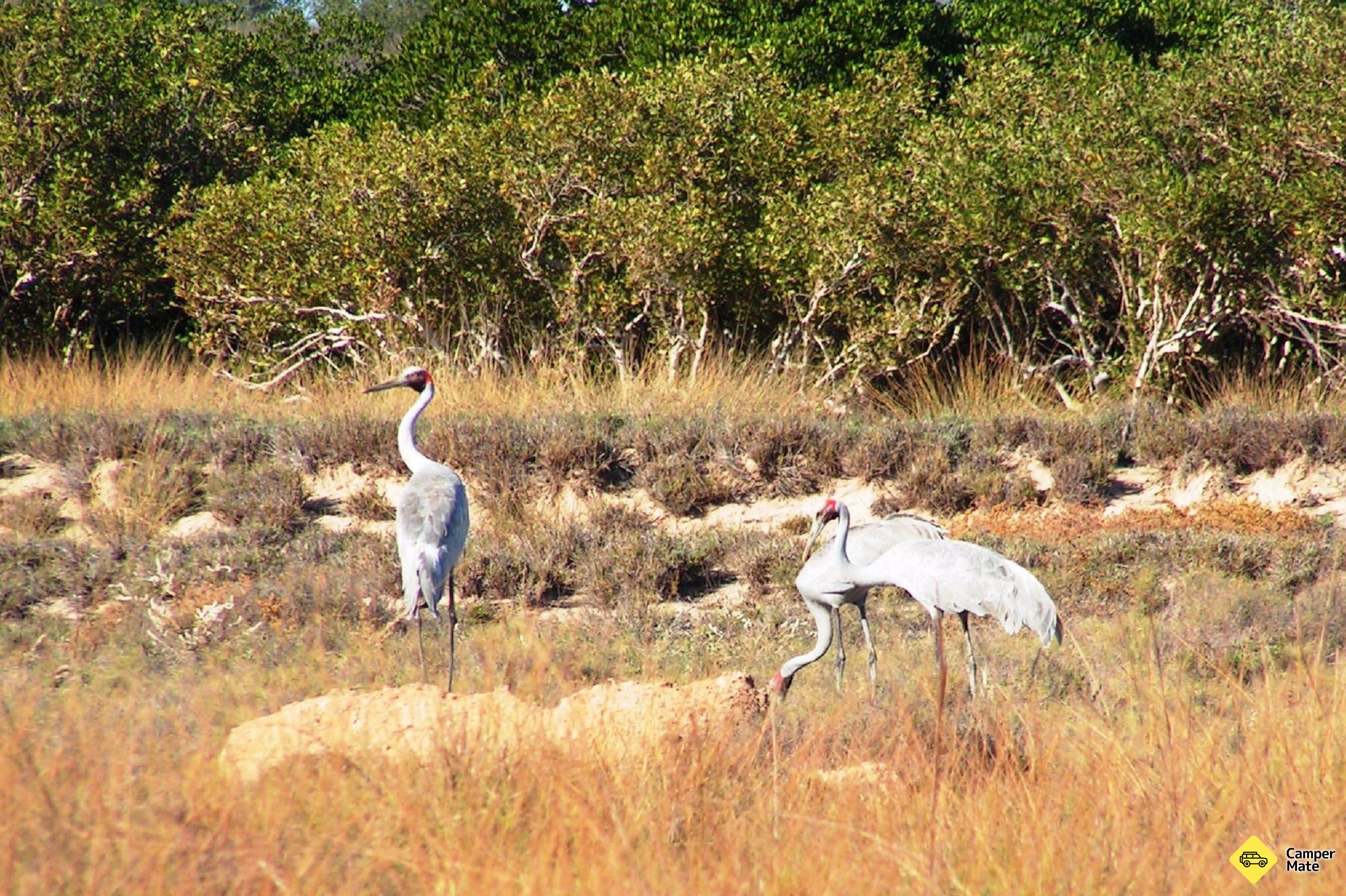 Cape Keraudren Nature Reserve