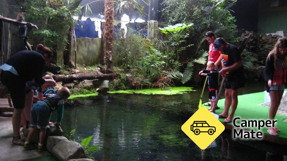  The National Kiwi Centre, Hokitika - Image 2