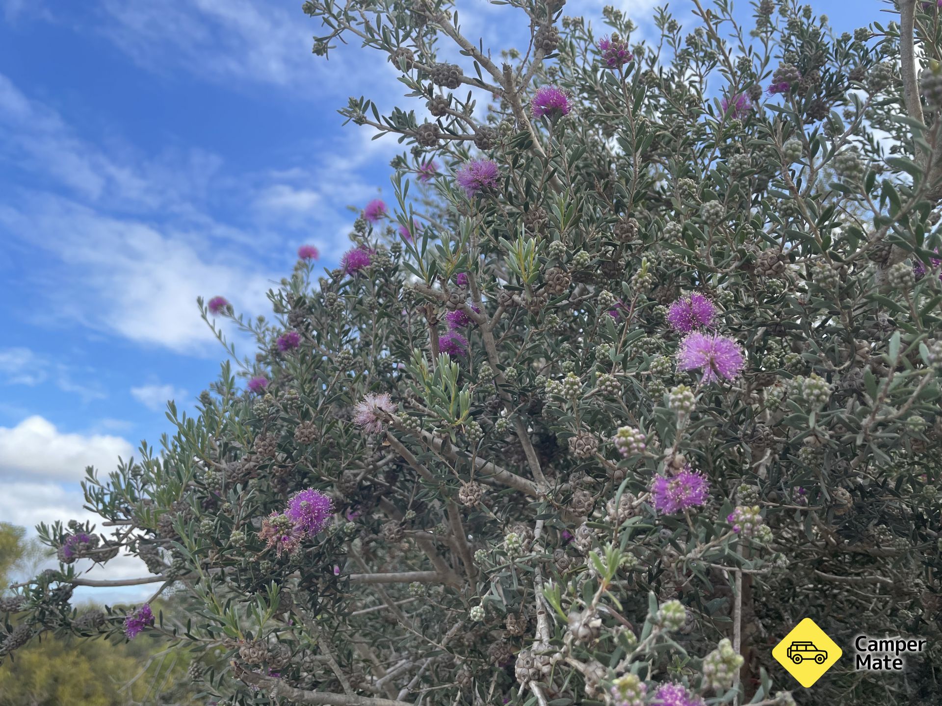 Pangarinda Botanic Garden Walk - Image 3