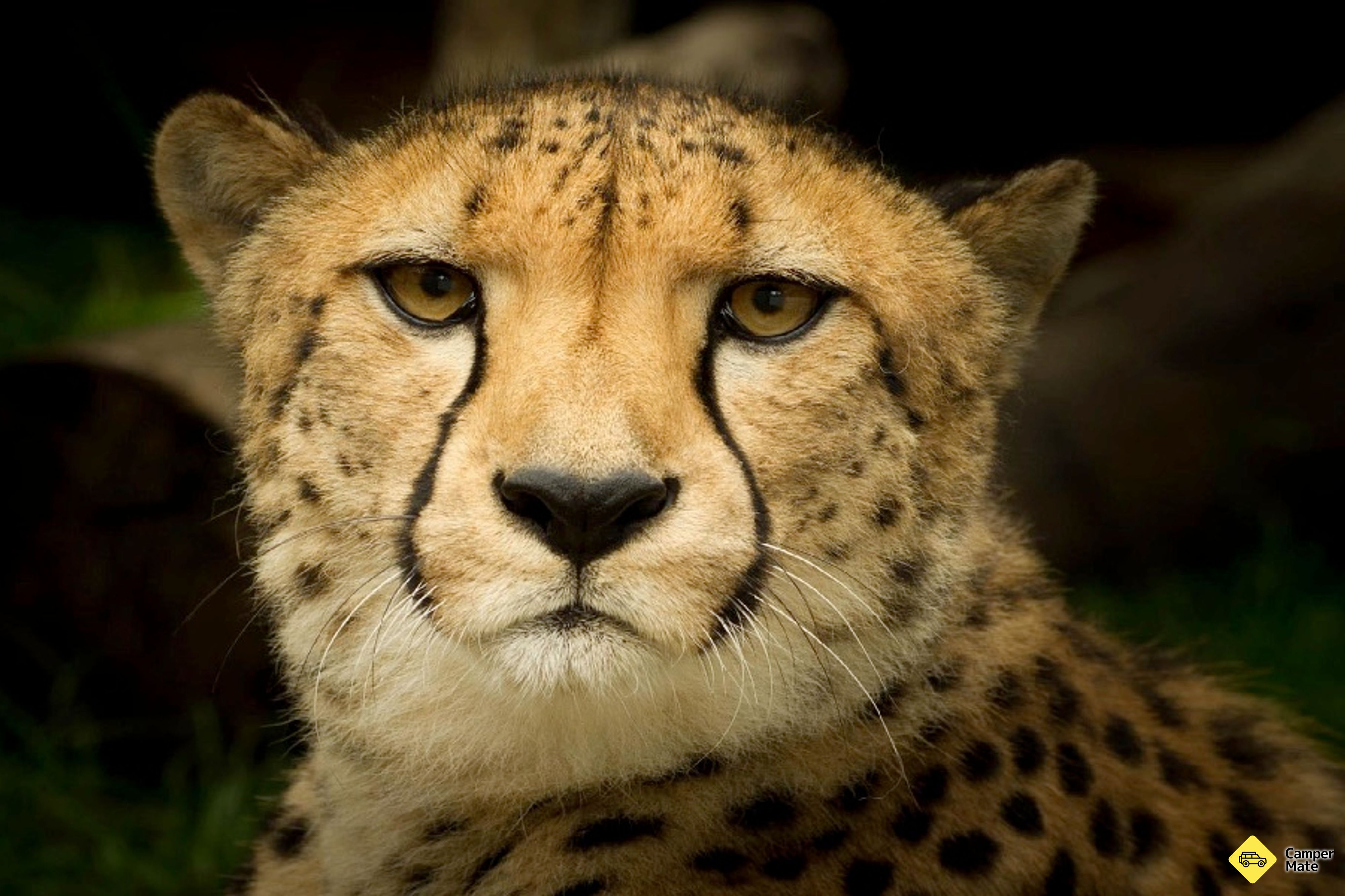 Acesso ao Mogo Wildlife Park - Image 3