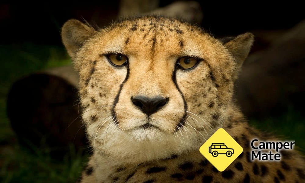 مطار Mogo Wildlife Park - Image 3