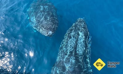 Busselton Whale Watching Cruise के बारे में राय