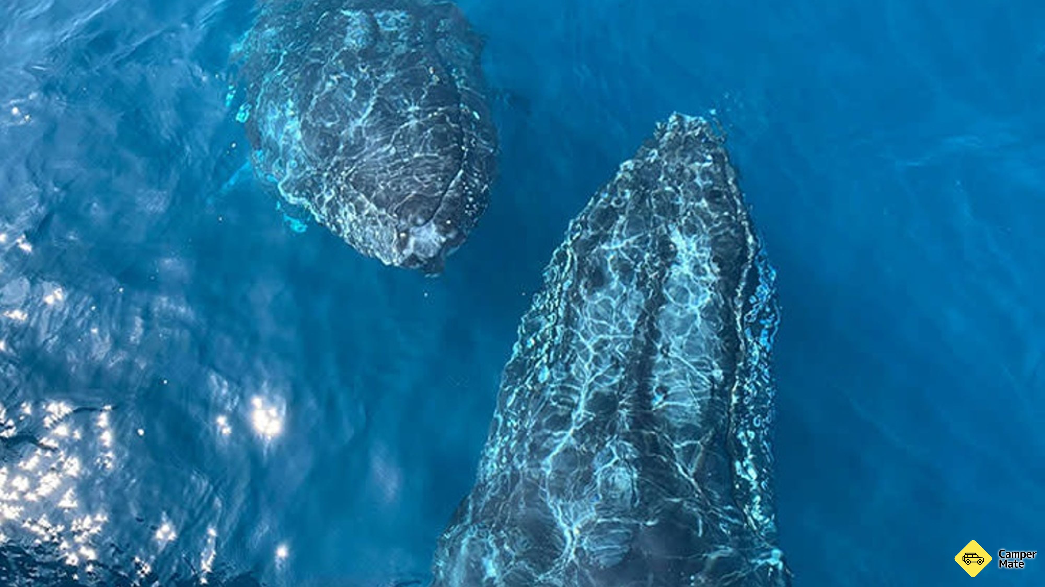 Busselton Whale Watching Cruise(バッセルトン・ホール・ウォッチング・クルーズ)