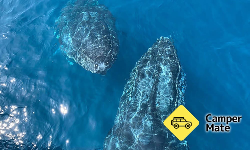 Busselton Whale Watching Cruise(バッセルトン・ホール・ウォッチング・クルーズ)