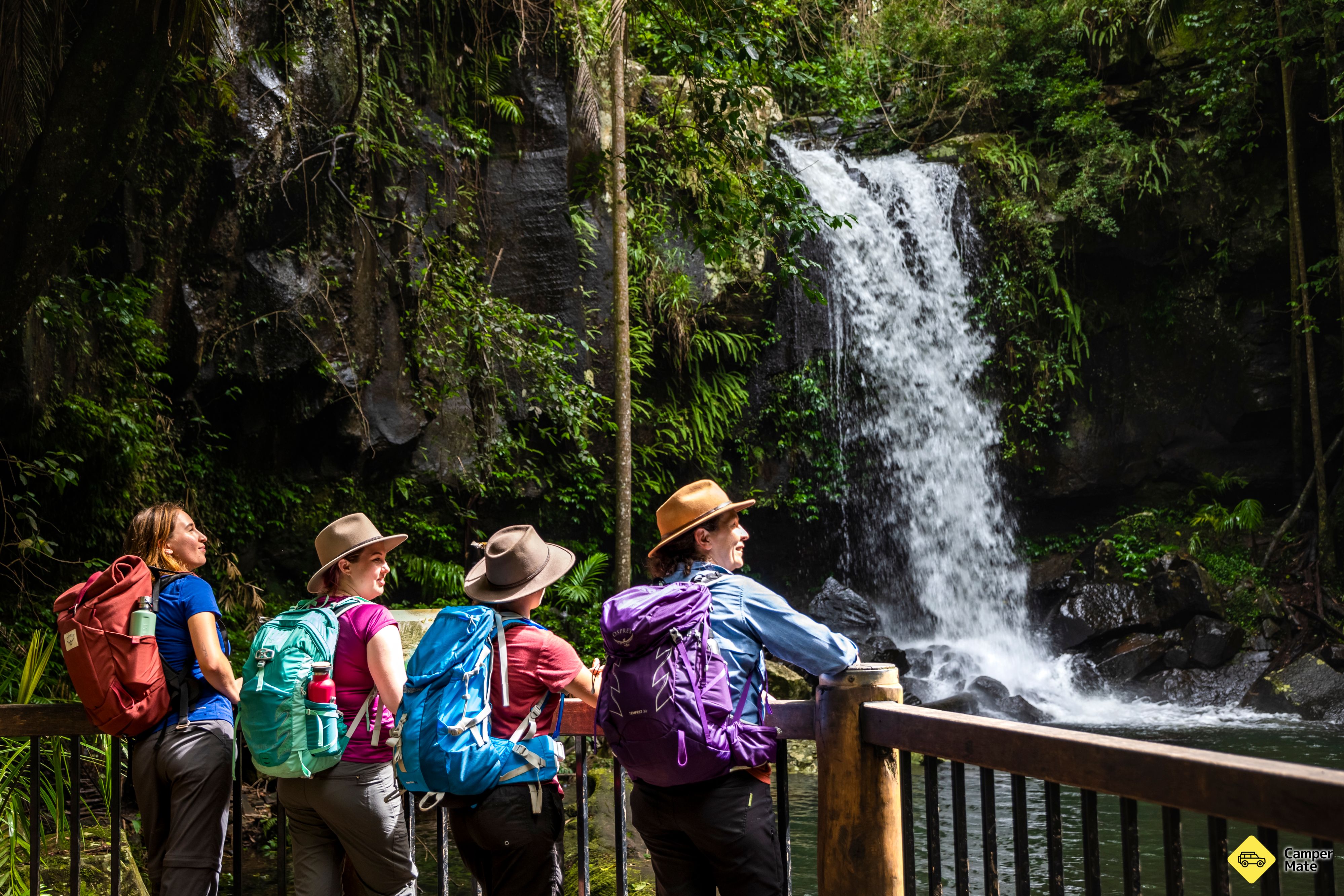Curtis Falls Walking Track - Image 2