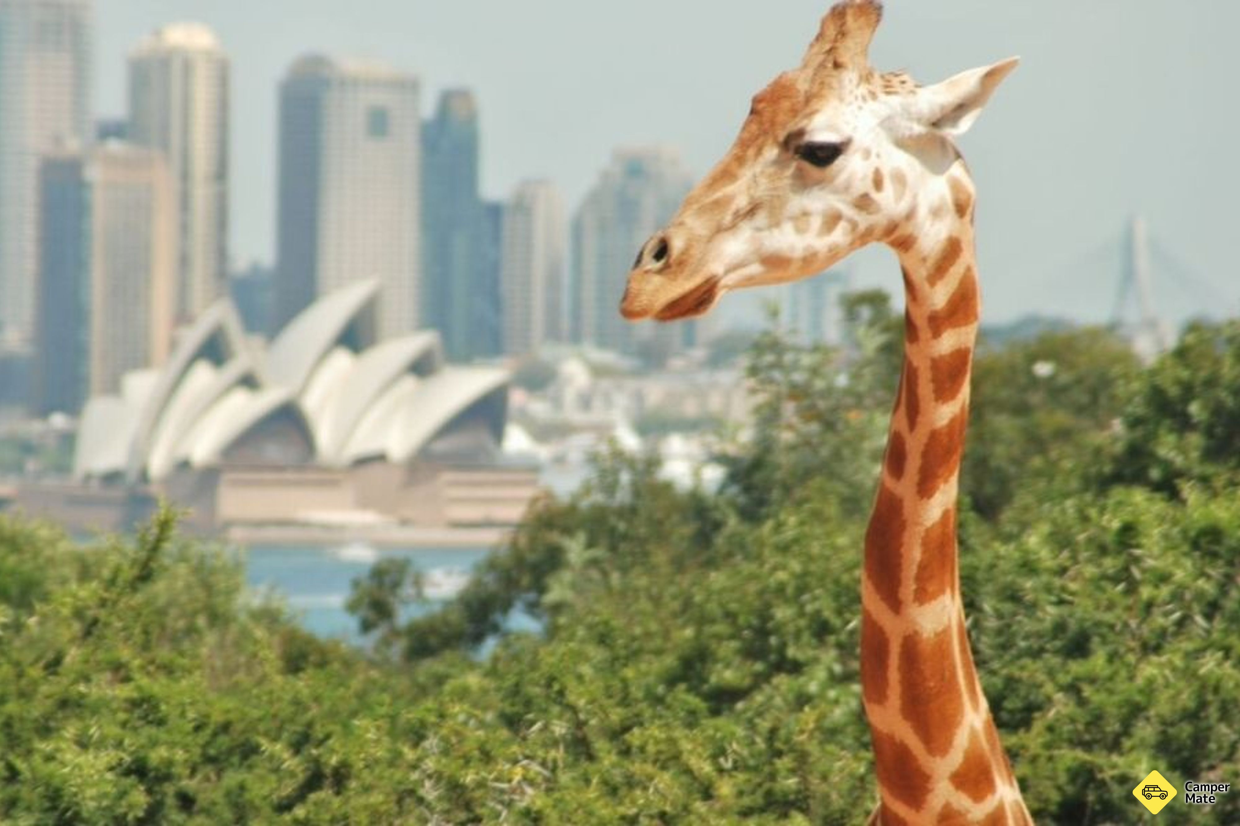 Hal yang dapat dilakukan di dekat Sydney Harbour 1 Day Hop On Hop Off Ferry Pass - Image 2