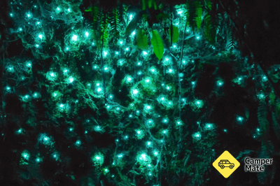 Kakahi Glow Worms előnyei