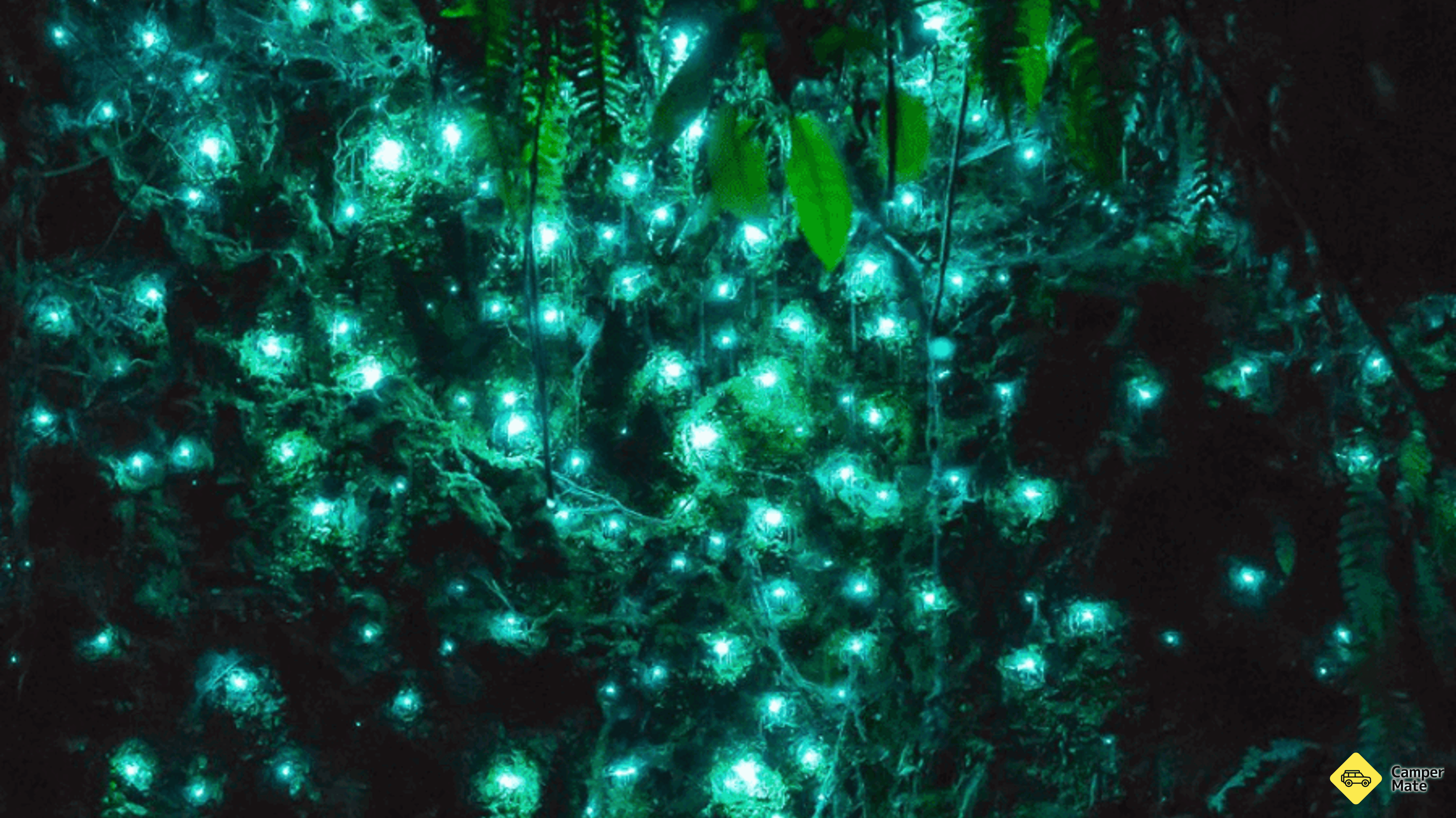 Manfaat Kakahi Glow Worms