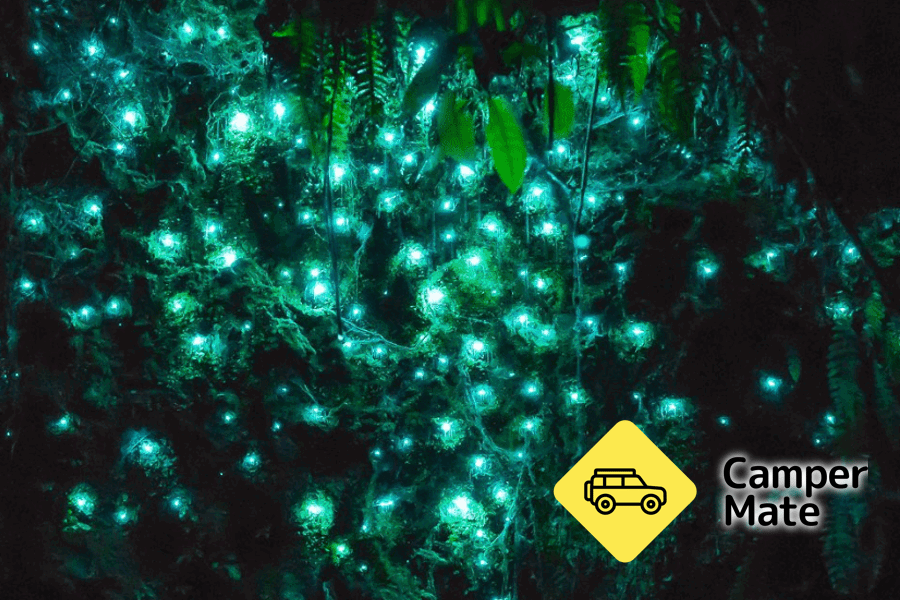 Kakahi Glow Worms