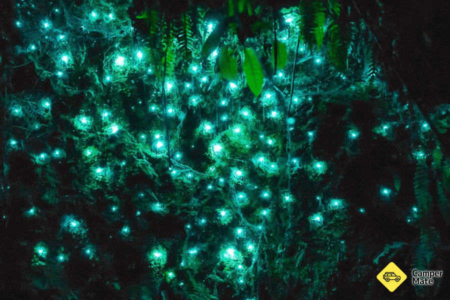 Kakahi Glow Worm Grotto