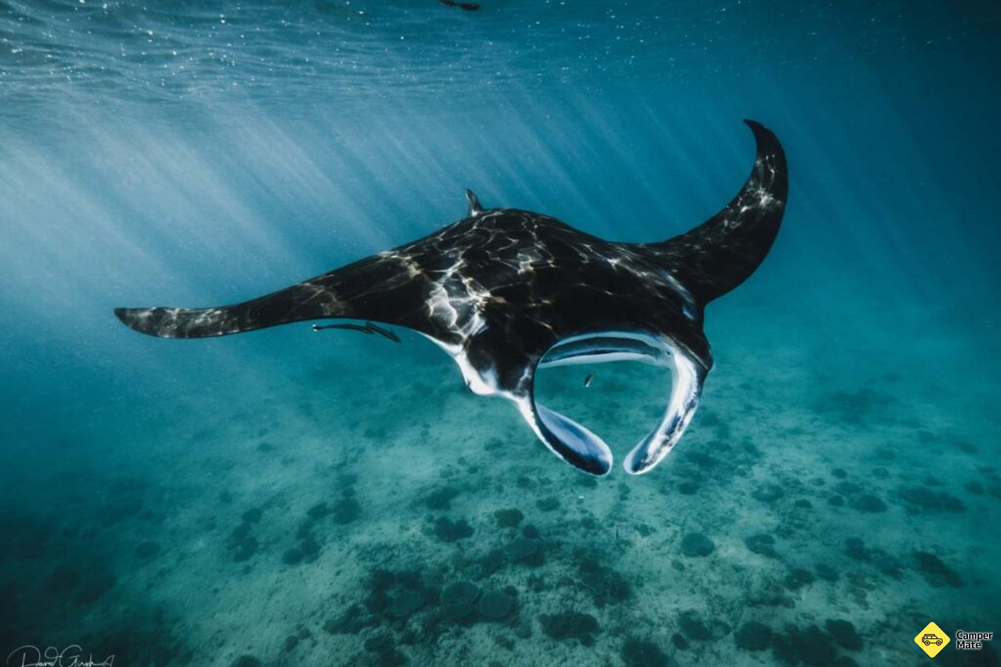 Ningaloo Whaleshark Swim - Image 2