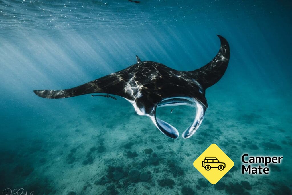 Ningaloo Whaleshark Swim - Image 2