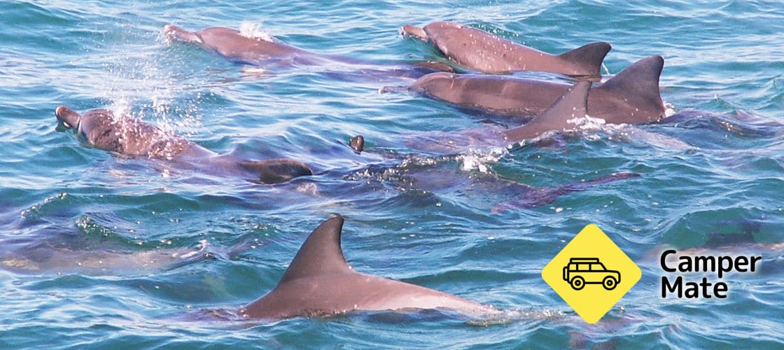 Jervis Bay Dolphin Watching Day Tour from Sydney - Image 2