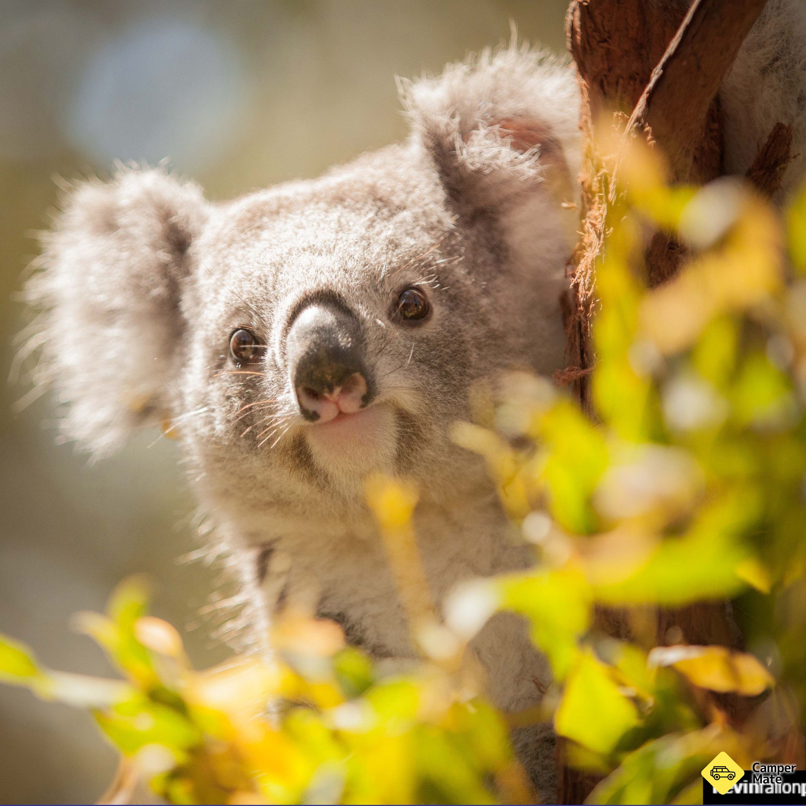 Koala Hospital - Image 3