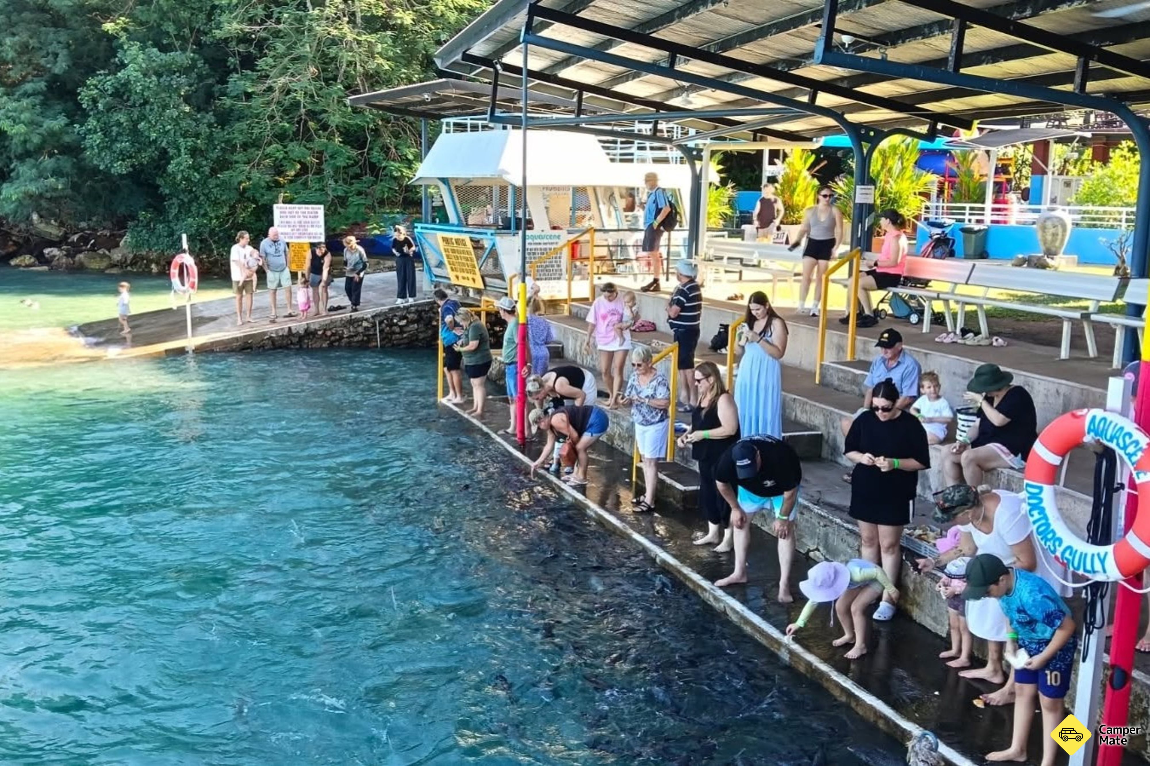 Wild Fish Feeding Sanctuary and Experience - Image 2