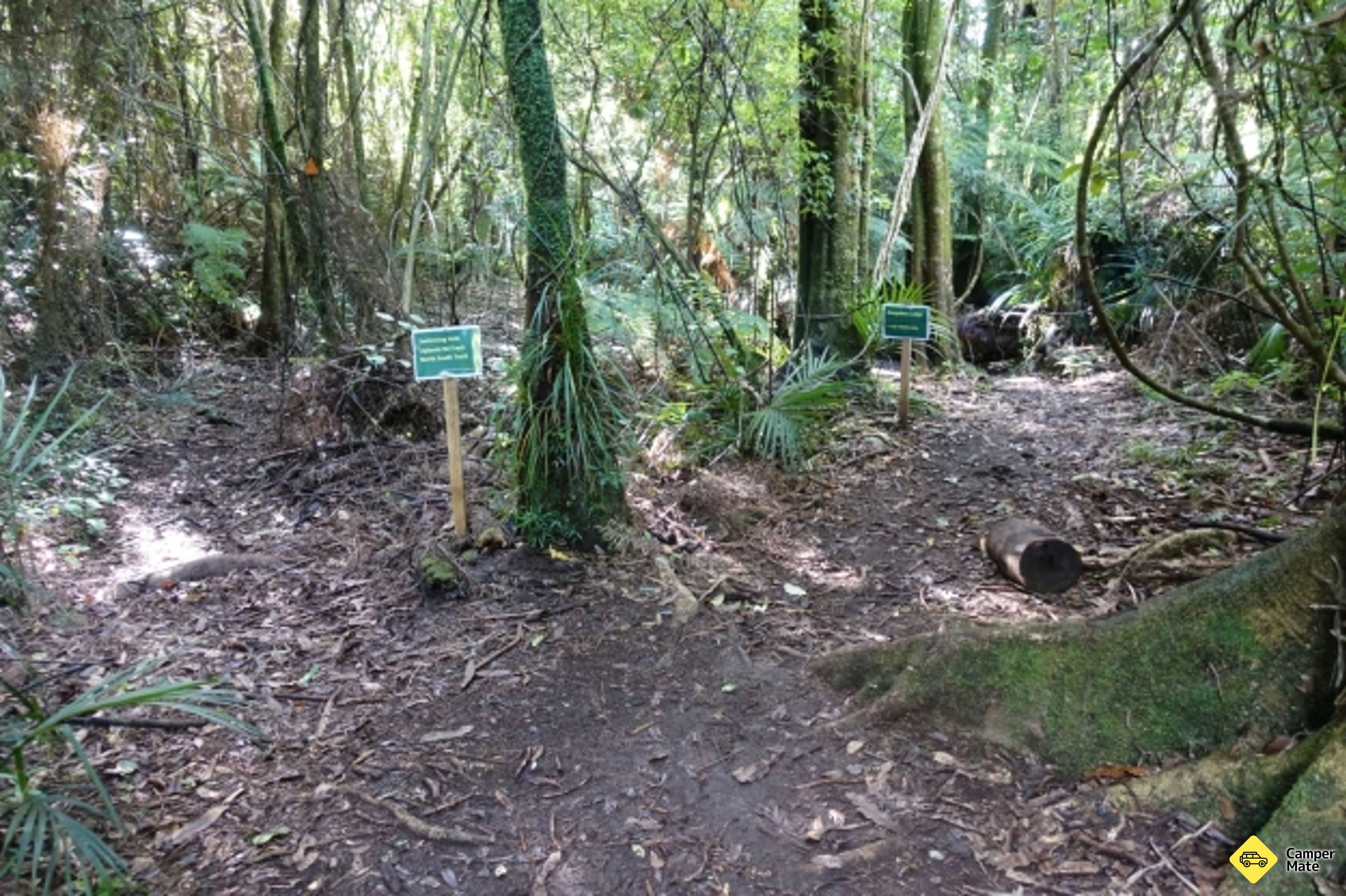 Aongatete Forest Walks - Image 2