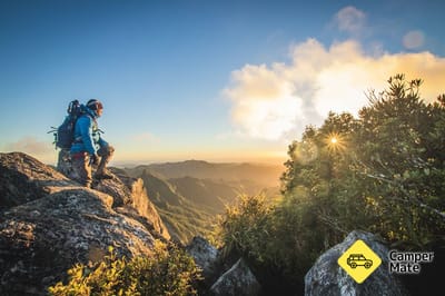 Kauaeranga Kauri Trail (Pinnacles Walk)