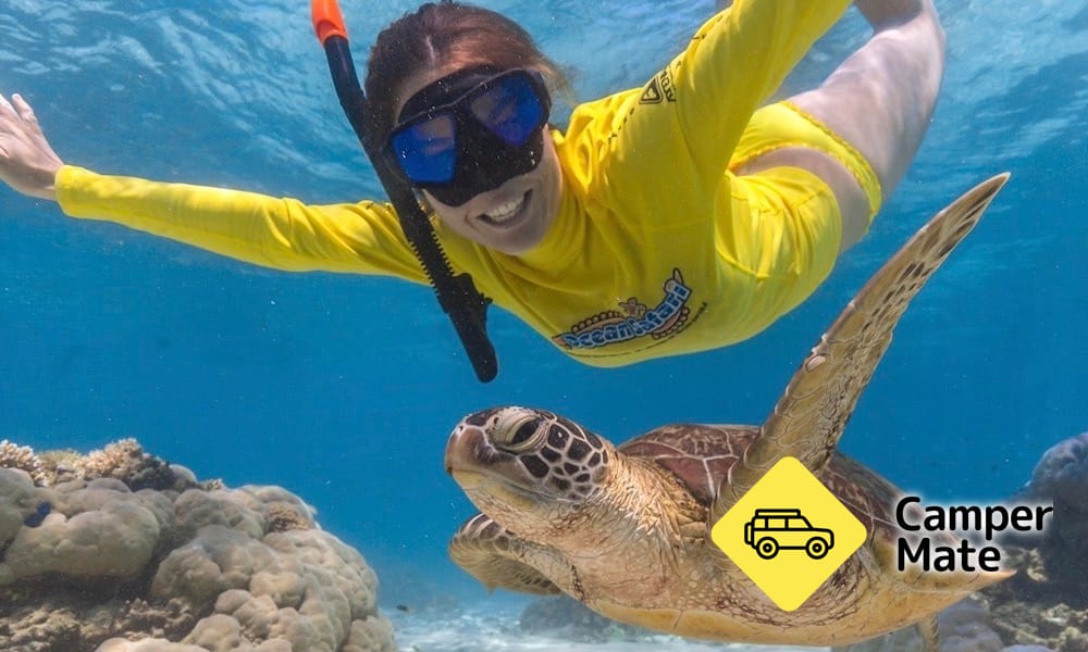 Great Barrier Reef Snorkel Trip from Cape Tribulation(ケープ・トリビュレーション) - Image 2