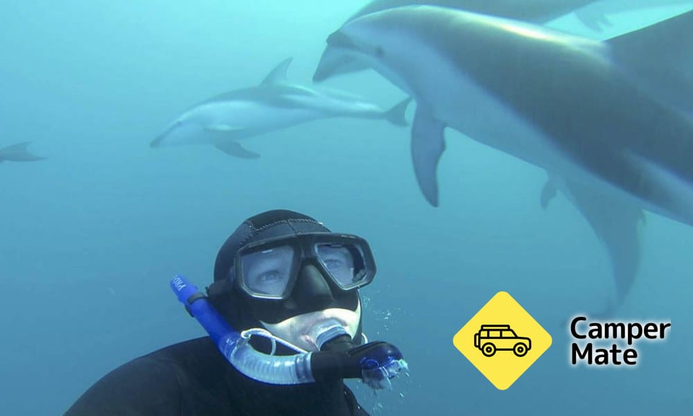 Kaikoura Dolphin Encounter et nager - Image 3