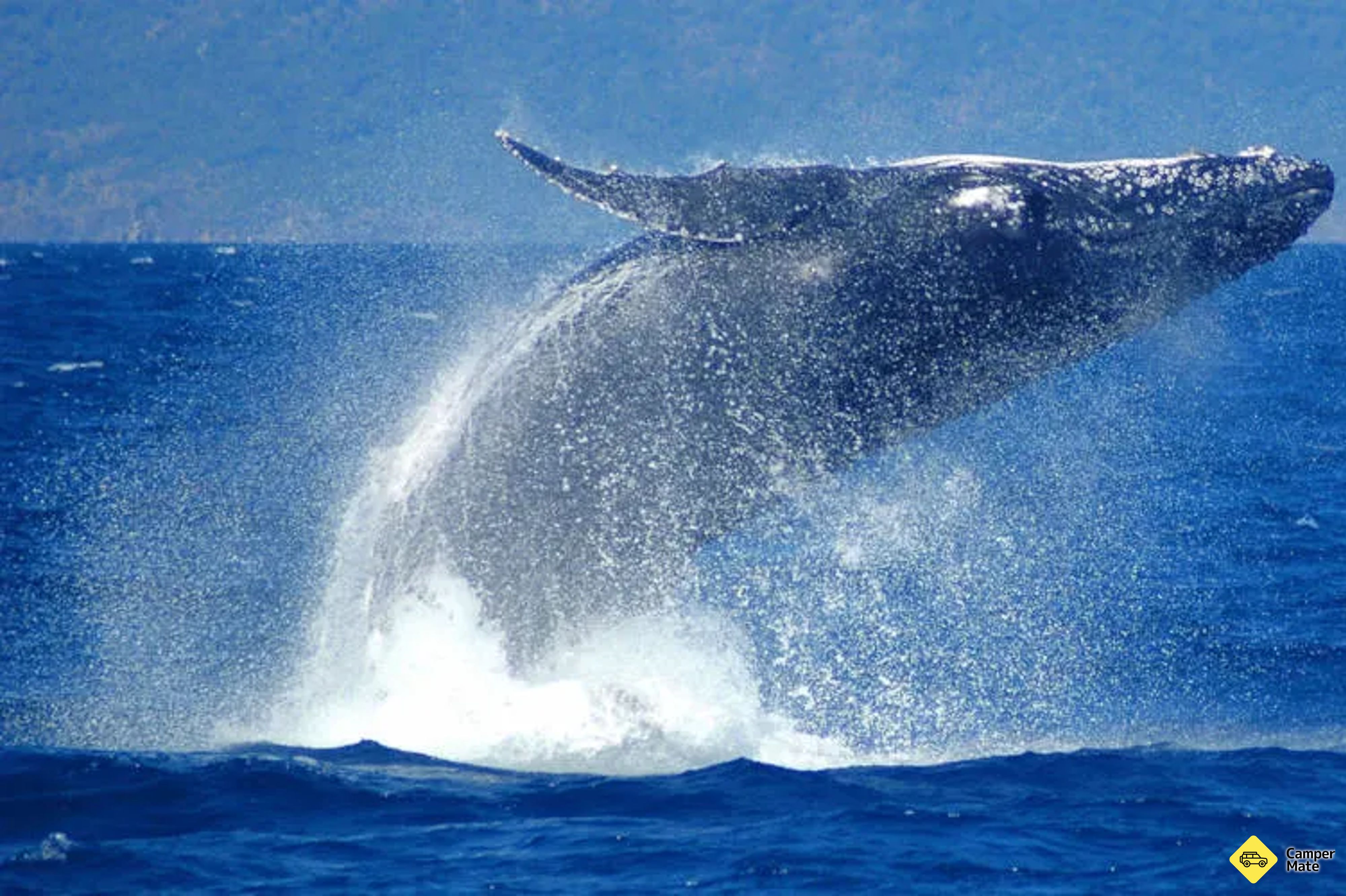 Whale Watch Cruises from Cairns - Image 2
