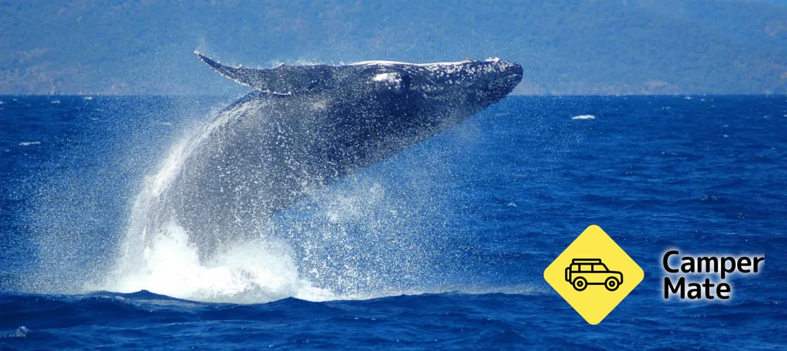Whale Watch Cruises from Cairns - Image 2