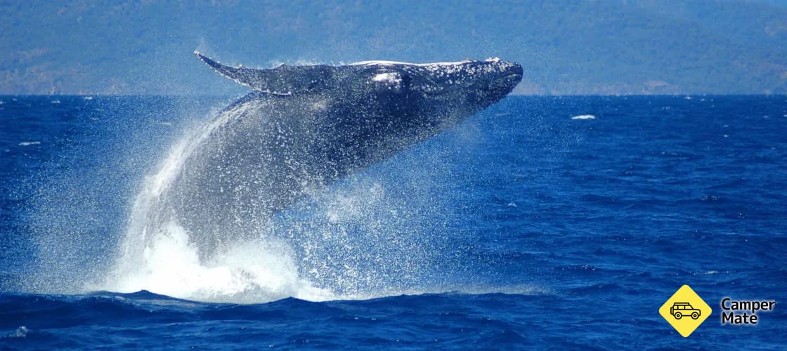 Whale Watching Cruise from Cairns