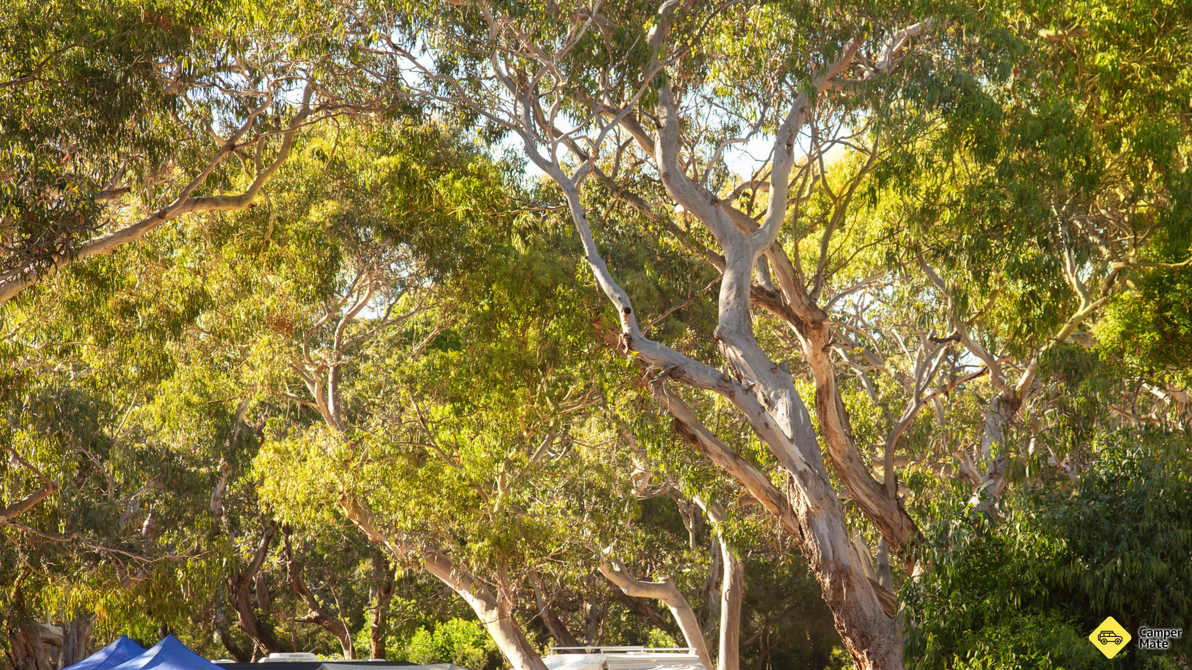 Tiện ích của Bimbi Park Camping Under Koalas