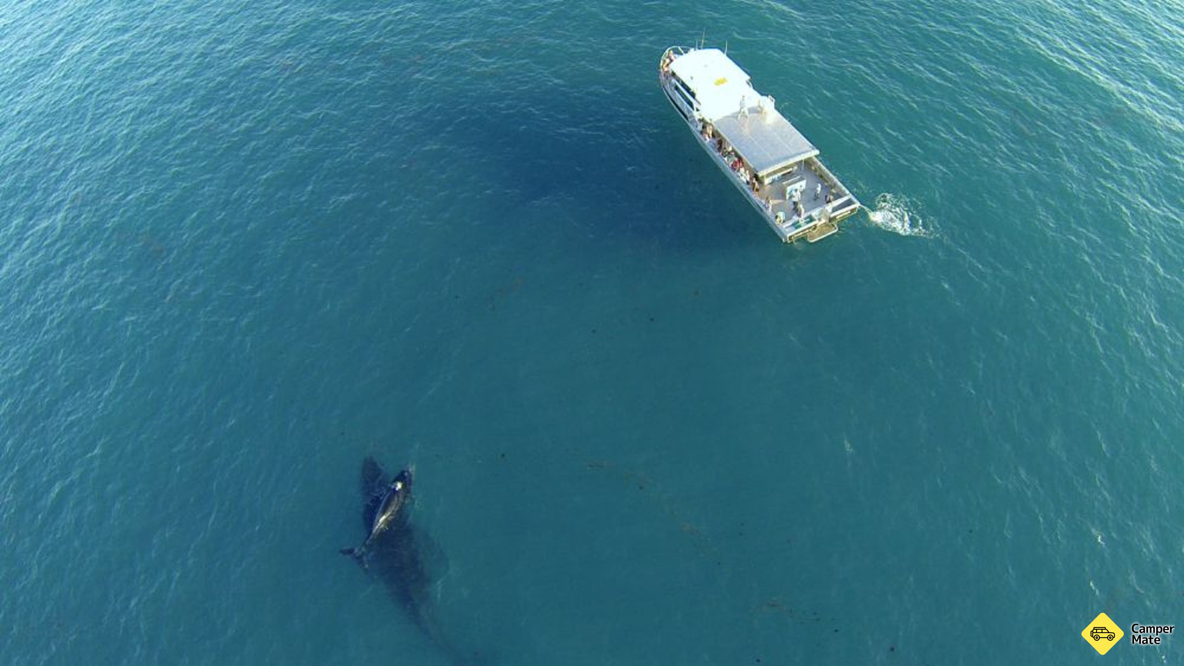 Broome Whale Watching Charters के बारे में टिप्पणियाँ