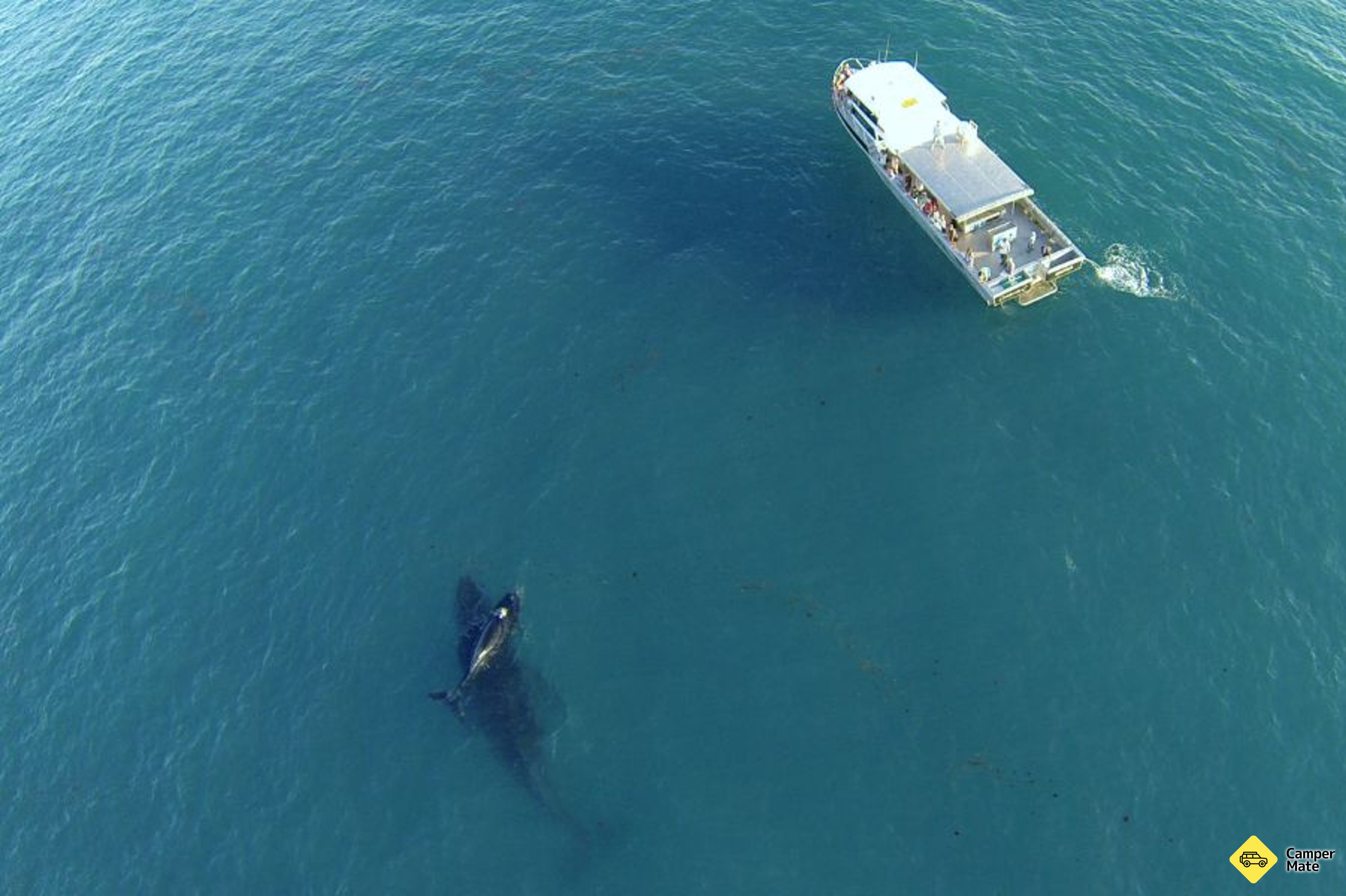 Broome Whale Watching Charters के बारे में टिप्पणियाँ