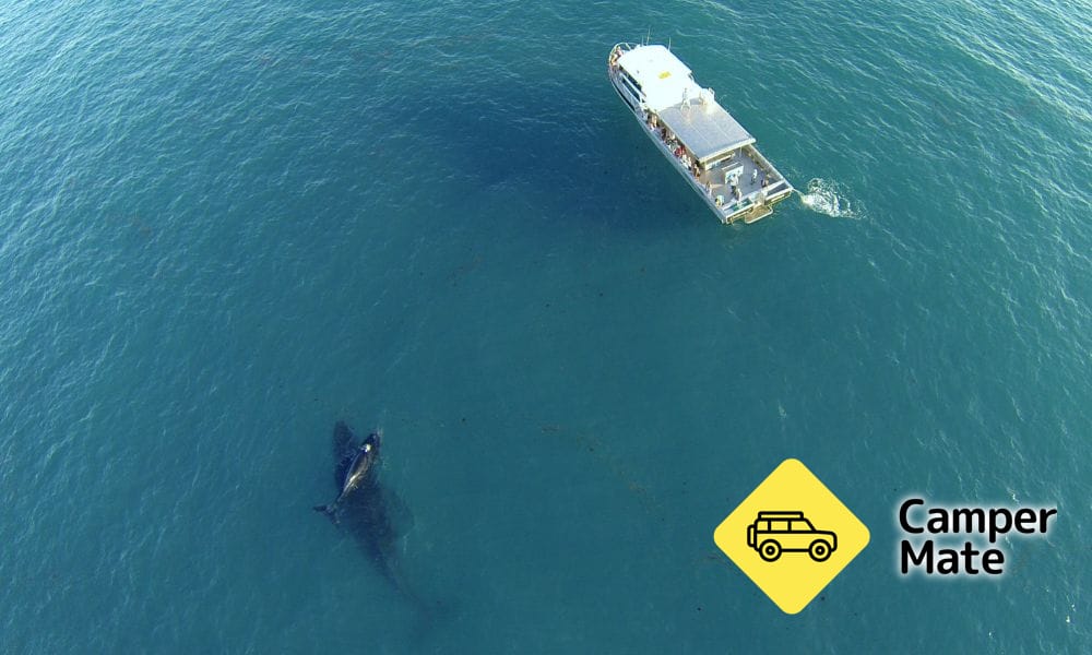 Broome Whale Watching Charters
