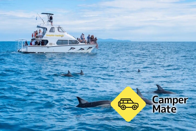 Dolphin Seafaris - Image 2