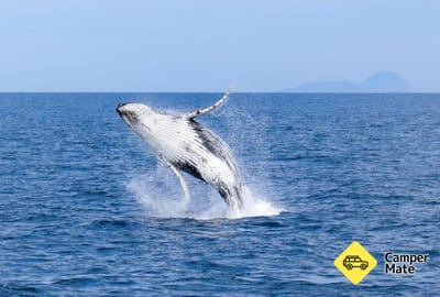 Wilsons Promontory Whale Watch Cruise