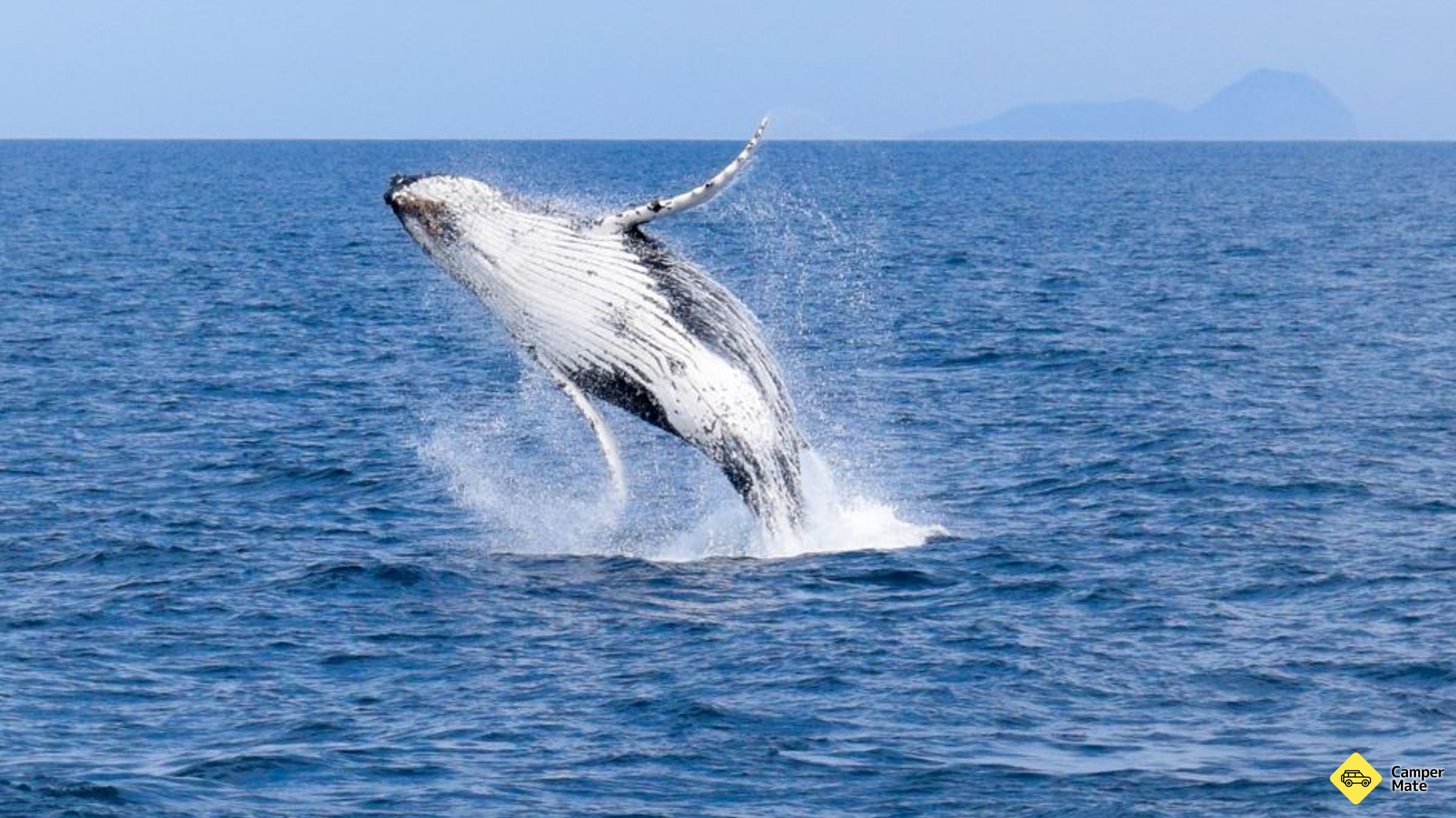 Ubytování Wilsons Promontory Whale Watch Cruise